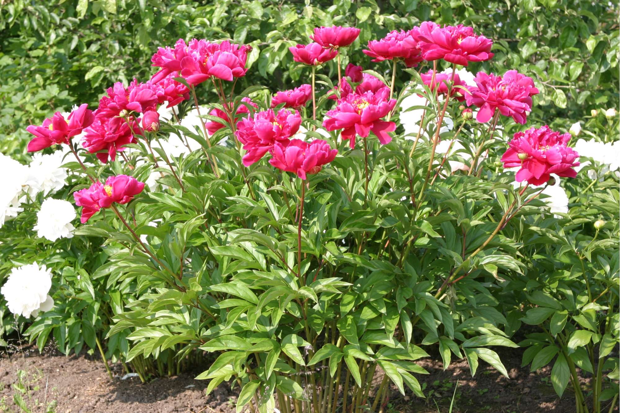 Pfingstrose 'Karl Rosenfield'